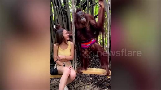 Cheeky orangutan flirts with pretty tourist at safari park in Thailand
