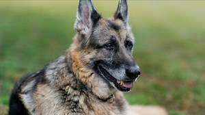 CBS Evening News:Biden family's dog, Champ, dies at 13-years-old