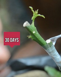 Amazing grafting ideas on fruit plants short | Grafting Examples