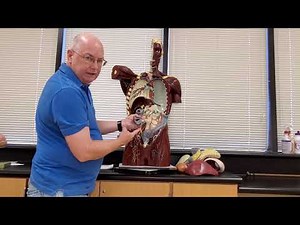 Professor Long - 2401 Lab 1, Organs and Serous Membranes