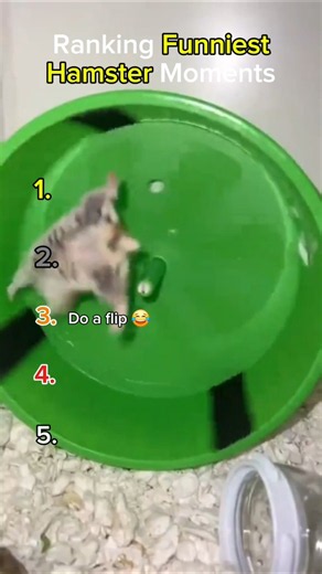 Ranking Funniest Hamster Moments
