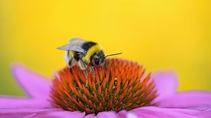 Onderzoekers UAntwerpen ontdekken plantenextract dat tegen corona beschermt