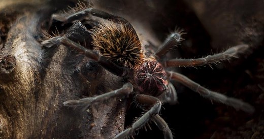 Xenesthis immanis 101: Care, Enclosure, Temperament & More