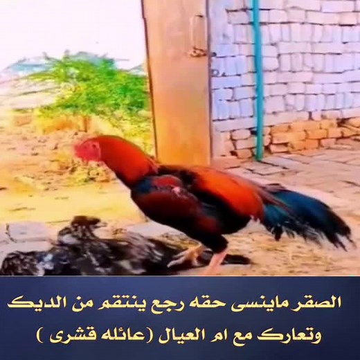 Rooster vs. Hawk: A Dramatic Outdoor Encounter