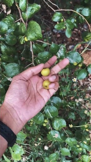 Whow know what fruit this is? #fruit #campkitchen #campingday #puppy #strawberry #dog