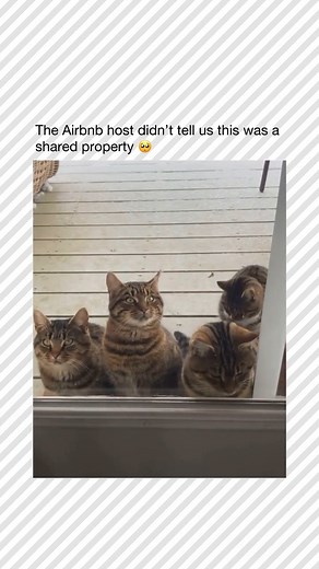 718K views · 51K reactions | FOLLOW → @catsbeingcar ← You unlock the...