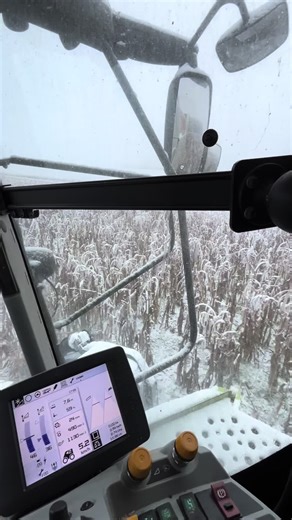 Moisson maïs grain : une récolte essentielle en agriculture