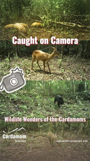 Caught on Camera: Wildlife Wonders of the Cardamoms