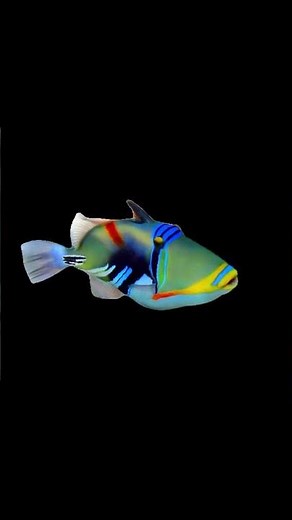 Reef Trigger Fish