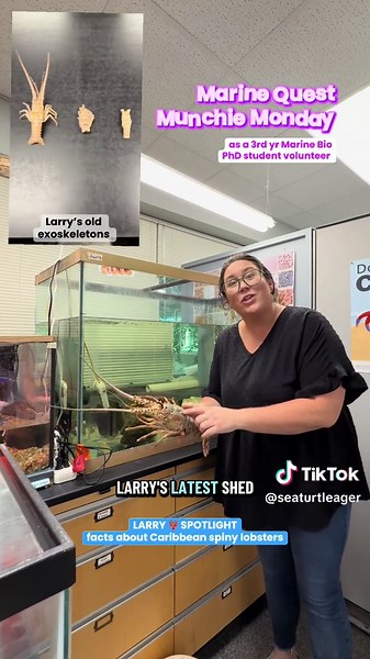 Caribbean Spiny Lobster: Munchie Monday Spotlight