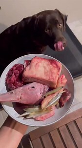 All the crunchy sounds in this one 😁 🐄 Beef brisket bone and tendon 🦆 Duck head and liver 🐮 Beef pancreas 🦘 Kangaroo mince 🐟 Whitebait *This post may not depict a balanced raw meal. We are following the BARF model. Organs, bone, muscle, fruits, vegetables, seeds and supplements are balanced throughout the day/week. #chocolatelab #labradorretriever #chocolatelabrador #rawfeeding #rawfeddog #rawfed #rawfeedingcommunity #rawdogfood #barfdiet #barf #rawfeddogs #dogenrichment #speciesappropriat