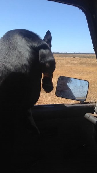 HEREEEEE!!! Missing for halfa #🐀#fyp#dog#farm