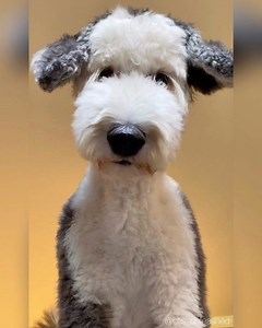 WARNING: this video may result in happiness #watchonrepeat . . . If you ever need a real pick me up, come have a convo with Otis. He will make you feel nice and heard. Doesn’t hurt that he looks like a giant fluffy snoopy 😆. This boy makes my heart happy. . . . . By @otis_unleashed . . . . . . #snoopy #snoopygrams #snoopymania #snoopydog #snoopylover #스누피 #スヌーピー #史努比 #weeklyfluff #dogvideos #9gag #barked #unlidad #ladbible #animalsinfluence #snoopythailand #snoopylovers #pupflix #snoopyjapan #c