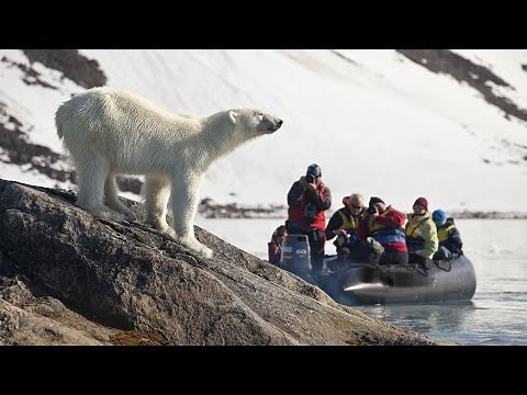 POLAR BEAR CRUISE! Spitsbergen/Svalbard