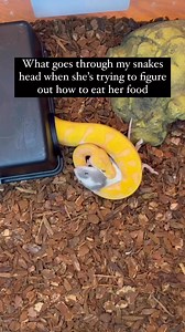 23K views · 149 reactions | Does anyone else’s Ball Python take forever to figure out how to eat their dinner路‍♂️ | BALLS of FURY | Facebook