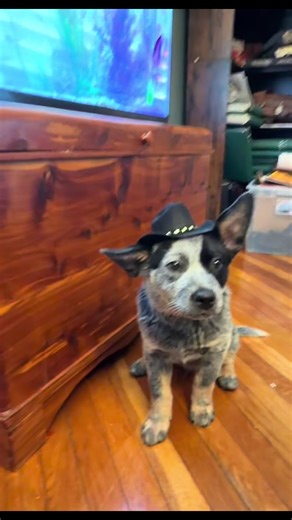 Sweet Cowboy Jake the Blue Heeler is Back!