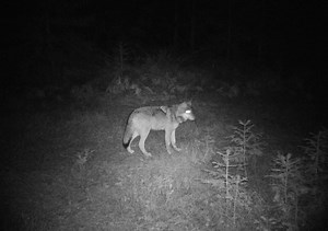 Trail cameras capture new images of Oregon’s only wolves in northern Cascades