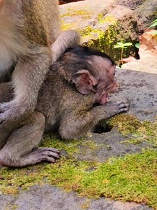 Big baby crying like a brat when Mom rejected him #beautiful #monkeydluffy #monkeycute #babymonkey #monkeyface #lovely #monkey #cute #animals #animalsbaby #poormonkey #monkeycry #funny #funnyvideo #cuteanimals | Monkey TV7
