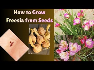 How to grow #Fressia Fragrant Flowers Seeds with soil mix tips at Asim Rooftop Garden