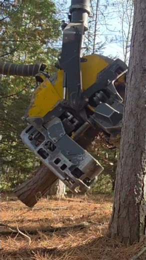 Tree Cutting Machine in Action 🎬