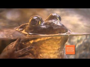 Nature Lab / Bull Frog Factoid with Ashley