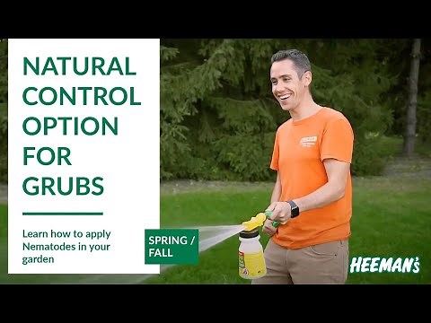 How to Apply Nematodes
