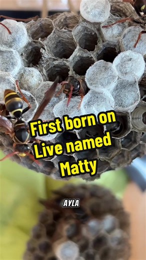 First Paper Wasp Baby Named Matty Born Live