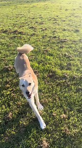 56K views · 582 reactions | Every dog deserves proper food. We’re so happy to hear that Kai is doing well. Thank you, David, for being such a wonderful rescue dog dad!  ❤️  Our friend and ambassador @nomadbakerdavid, IG | Lily's Kitchen | Facebook