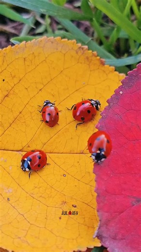 Juli - Ladybugs & Macro Nature on Instagram: "🍂🐞 Some ladybugs sense tiny air movements with delicate hairs on their abdomen — a built-in weather radar for choosing the perfect moment to move Ladybugs rest on autumn leaves: some pause, others wander, all enjoying a cozy fall day. A gentle and atmospheric macro moment filled with seasonal warmth. ☺️💛 #ladybugs #macroworld #insects #natureza"