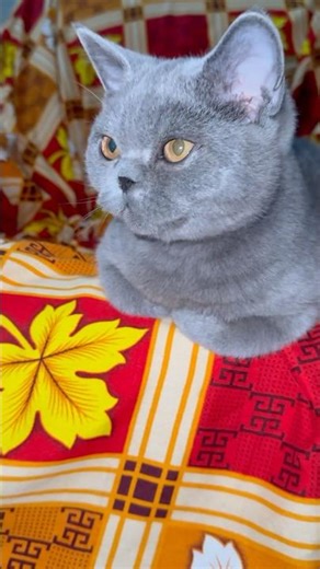 Cutest Cat Moment Today 😻❤️ Must Watch Kitty!