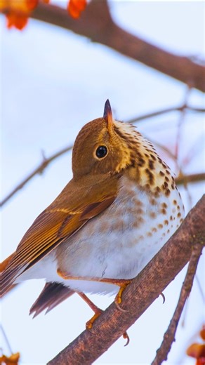 Bird Songs Shorts | Exotic Singing Birds | Relaxing Nature Sounds