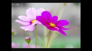 秋に聴きたい邦楽ロック