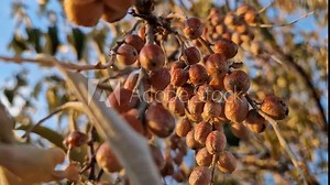 Oleaster tree branch with a bunch of wild berries. Elaeagnus angustifolia closeup natural healthy fruits ripening in late autumn. Russian olive or silver berry