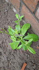 Istroke👏👏👏 #StarsEverywhere #fbreelsfypシ゚viralvideo #fypシ゚viralシfypシ゚ #fypシviralシ2024 #fypシ゚viralシfypシ゚viralシalシ #trendingreels #fbreels #fyp #reels #fypchallenge #fypviralシ #fypシ゚viralシ #foryoupagereels #followme #trendingnow #reelschallenge #spirituality #tiktok #youtube #nature | KwaMaqethuka Silungile