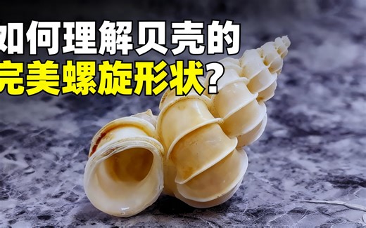 [中配]如何理解贝壳的完美螺旋形状？ - History of Simple Things