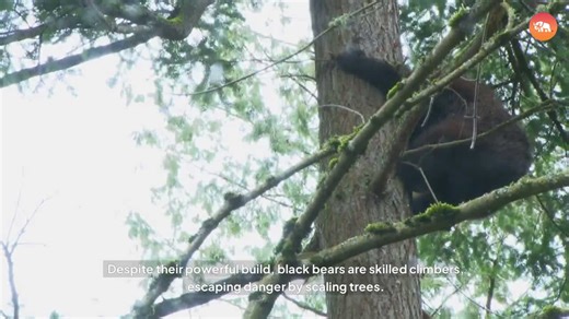 5 Most Powerful Predators in the U.S.!