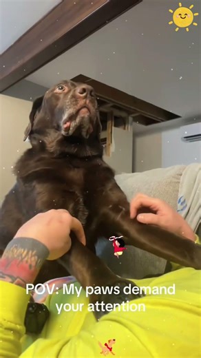 Dogs were filmed acting like humans.#dog #funny #fyp #viral #viralvideo