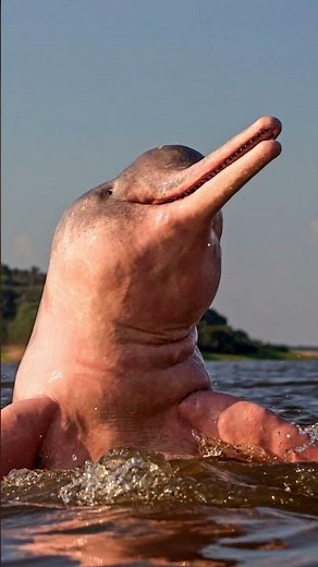 Meet The Indus River Dolphin
