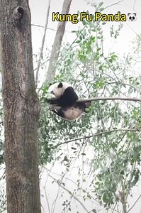 77K views · 9.1K reactions | Kung Fu Panda in real life! Come and check it out! | China Report ASEAN | Facebook