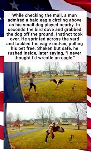 A man admired a bald eagle circling above his small dog