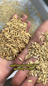 Many farmers have expressed their difficulties in large-scale rice cultivation: manual seed screening is time-consuming and labor-intensive, while saltwater selection is complex. High-moisture seeds, if not properly dried and ventilated during storage, are susceptible to moisture damage and deterioration, resulting in reduced germination rates. Our seed hulling and sorting machine addresses these challenges all at once: it efficiently removes stones, rice straws, awns, and any accompanying insec