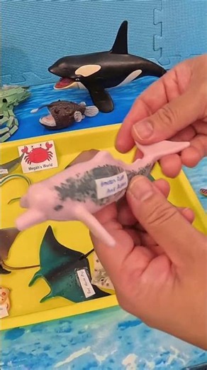 River Toy Time! Pink Dolphin Facts: Fish Eaters & River Swimmers 🐬