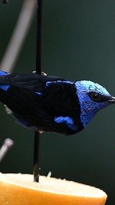 The Red-legged Honeycreeper’s thin, downward-curving bill is not only a physical adaptation that assists with consuming nectar but also gives the species specialized access to fruit and insects. Learn more about the birds that reside in the National Aviary’s Tropical Rainforest habitat during daily feedings at 11:30 am & 1:30 pm; included with admission. https://www.aviary.org/visit/daily-activities/ | National Aviary