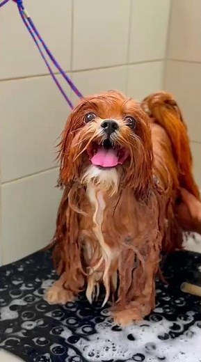 Your pet deserves this care! Check out this transformation!
