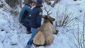 Ice climbers help CPW rescue elk from hill
