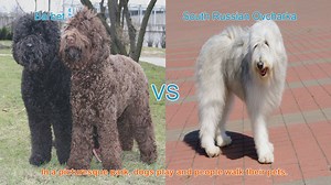 Barbet vs. South Russian Ovcharka: A Comparison of Two Distinct Dog Breeds