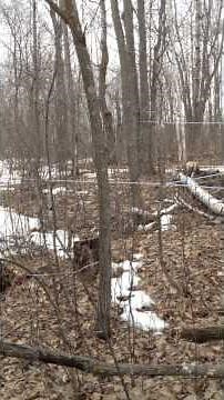 Maple sap flowing from a 5/16 gravity line