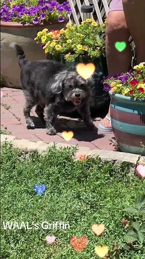 Griffin, a WAAL 8 year old male Miniature Poodle and Shih Tzu Mix