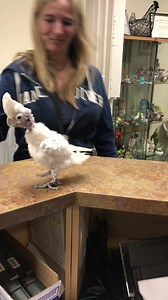 15K views · 1.8K reactions | Coco loves visiting Night Owl Bird Hospital | Lucky Lou and Coco Too | Facebook