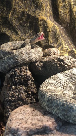 Close-Up Look at a Snake's Unique Features in Arizona